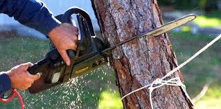 Best Tree Removal  in Bedford, VA