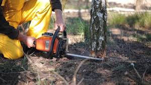 Best Firewood Processing and Delivery  in Bedford, VA