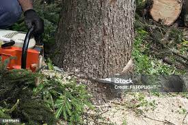 Best Commercial Tree Services  in Bedford, VA