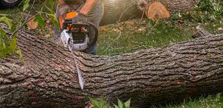 Best Palm Tree Trimming  in Bedford, VA