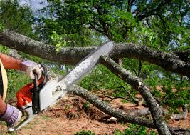 Best Hazardous Tree Removal  in Bedford, VA