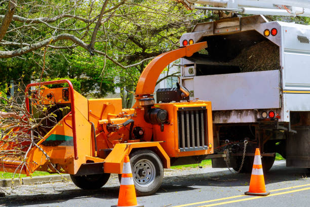 Seasonal Cleanup (Spring/Fall) in Bedford, VA