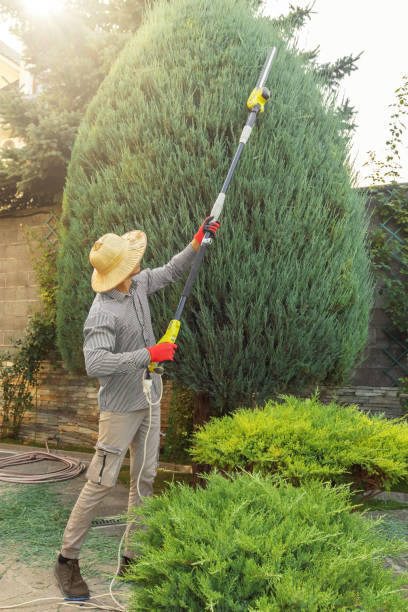 Reliable Bedford, VA Tree Services Solutions