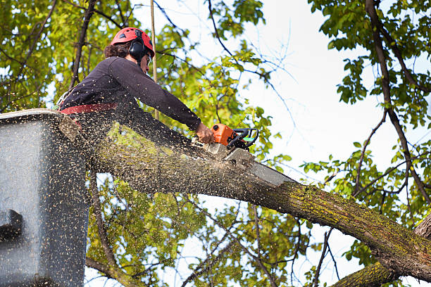 Best Tree Preservation Services  in Bedford, VA