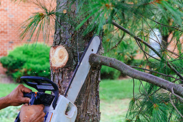 Best Tree Mulching  in Bedford, VA