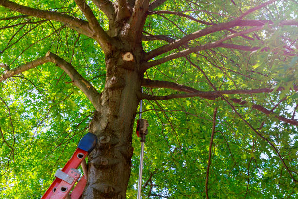 How Our Tree Care Process Works  in  Bedford, VA